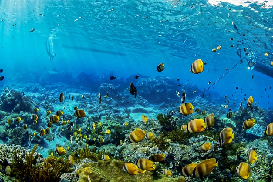 Bali: Swim with Manta Rays in Penida, Optional Lunch & Kayak - An Authentic Adventure on the Nusa Islands