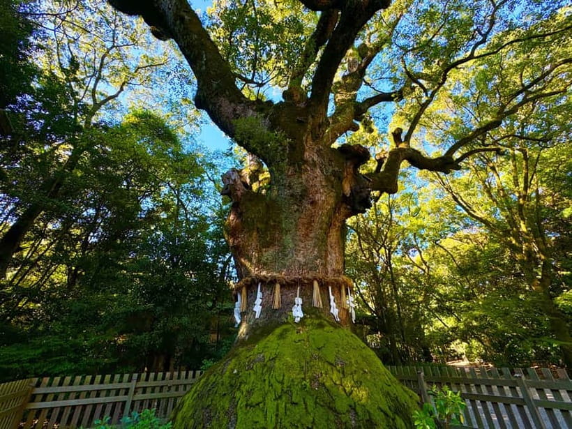 Nagoya: Atsuta Shrine and Sword Museum Guided Tour - Discovering Atsuta Shrine: More Than Just a Sacred Site