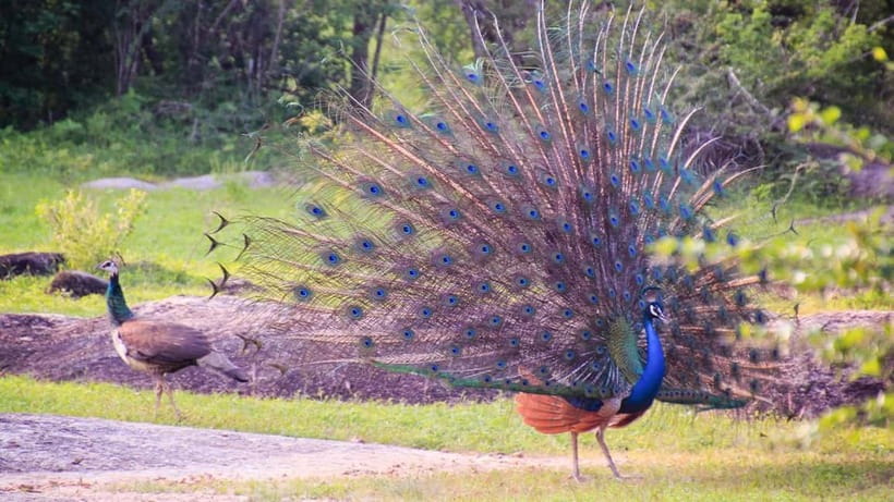 Private Tour from Sigiriya to Kandy with Wasgamuwa Safari - What to Pack and Prepare