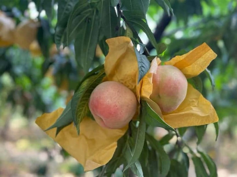 Shanghai: Delicate Seasonal Fruits and Picking Experience - What to Expect on the Day