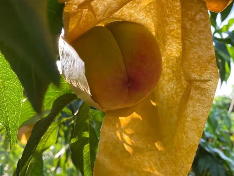 Shanghai: Delicate Seasonal Fruits and Picking Experience - Key Points