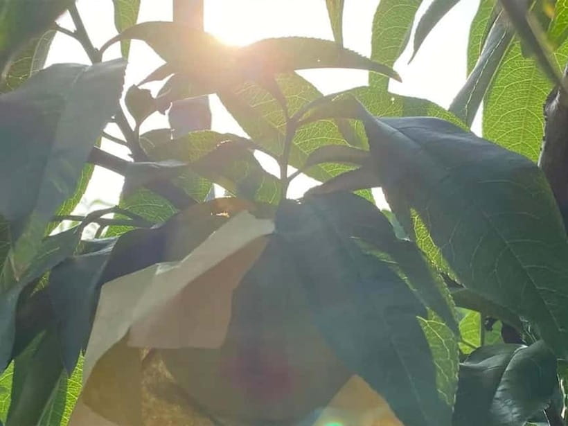 Shanghai: Delicate Seasonal Fruits and Picking Experience - FAQ