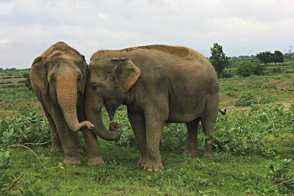 From Delhi: Taj Mahal Sunrise Tour with Elephant SOS Center - Practical Details and What It Means for You