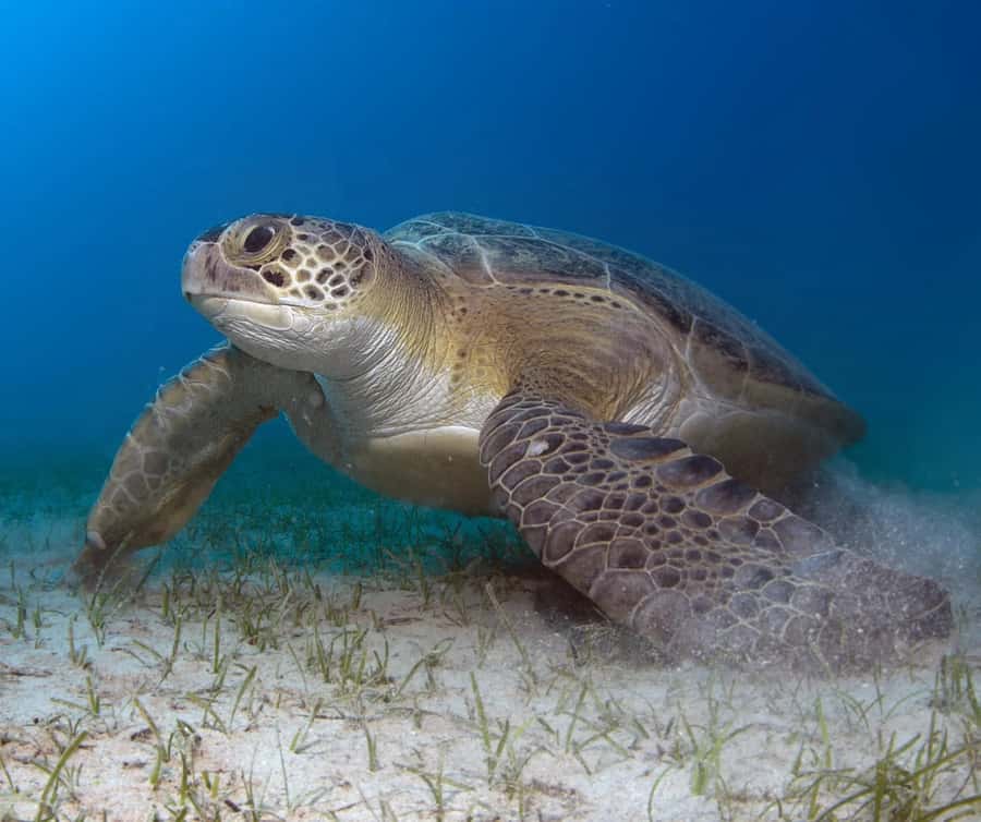Bohol: Island Hopping with Snorkeling at Balicasag Island - Engaging Introduction