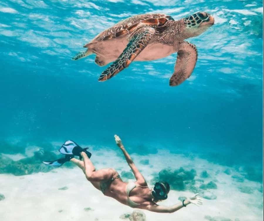 Bohol: Island Hopping with Snorkeling at Balicasag Island - What to Expect from This Tour