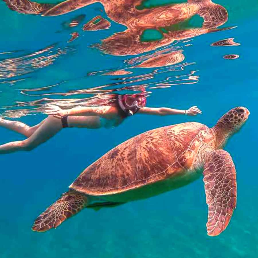 Bohol: Island Hopping with Snorkeling at Balicasag Island - Good To Know