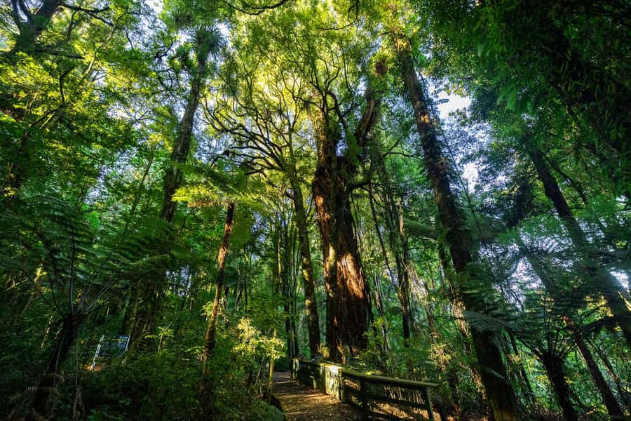 Waikato: Ancient Forest Guided Tour - The Experience of the Guided Walk