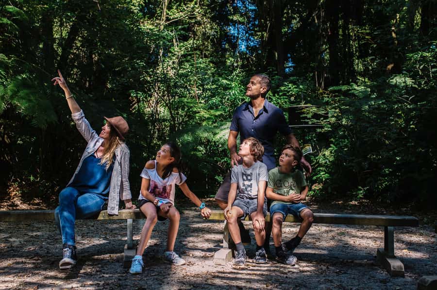 Waikato: Ancient Forest Guided Tour - Good To Know