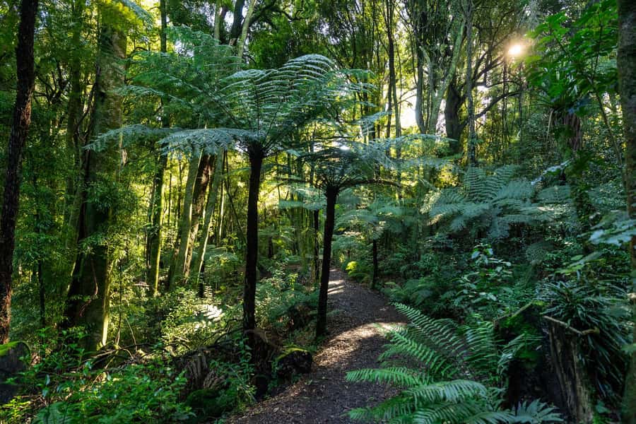 Waikato: Ancient Forest Guided Tour - Value and Overall Impression