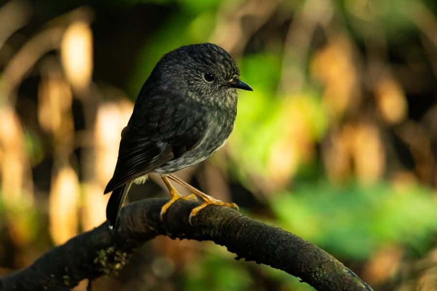 Waikato: Ancient Forest Guided Tour - Who Will Love This Tour?