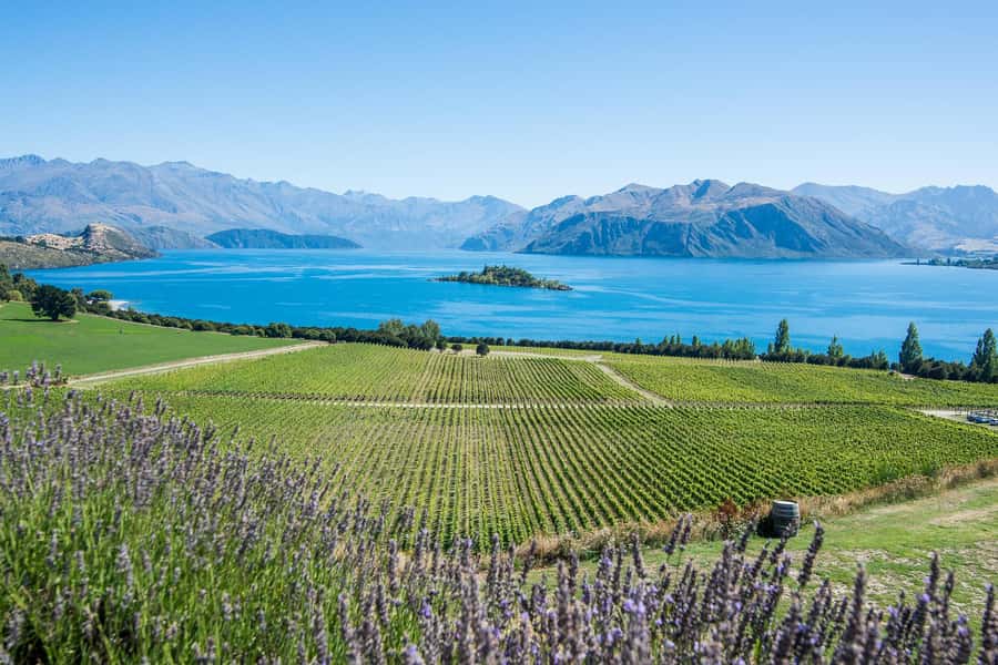 Wanaka: Full Day Classic Wine Tour with Lunch - Tasting and Food Pairing: An Elevated Experience