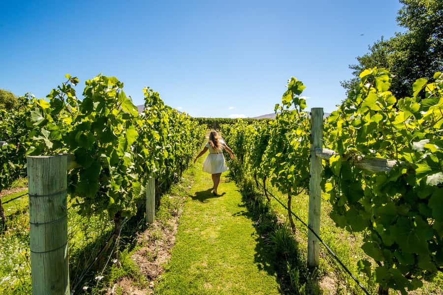 Wanaka: Full Day Classic Wine Tour with Lunch - The Sum Up