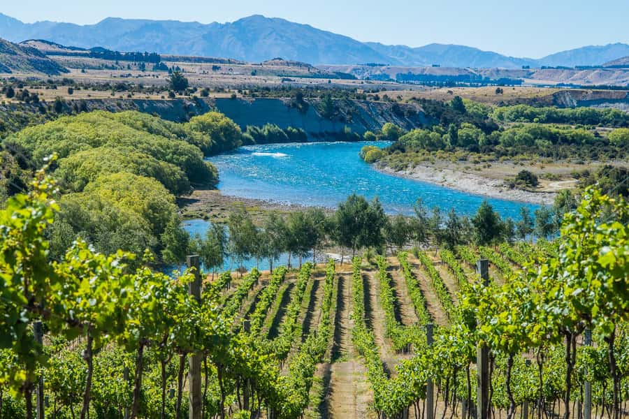 Wanaka: Full Day Classic Wine Tour with Lunch - The Guide: Knowledge Meets Hospitality