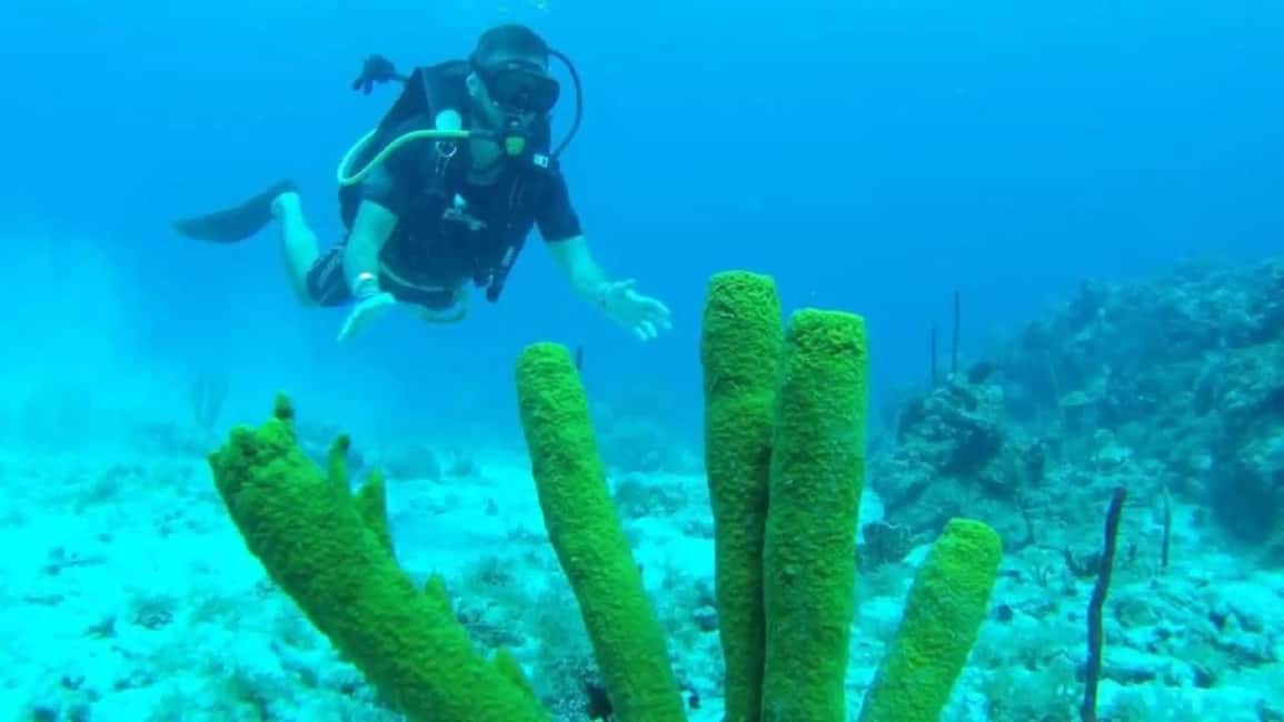 Punta Cana: Catalina Island Scuba Diving Day Trip - Practical Details and Tips