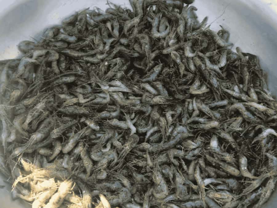 Sauraha: Museum Tour and 12+ Food Tasting of Tharu culture - FAQs