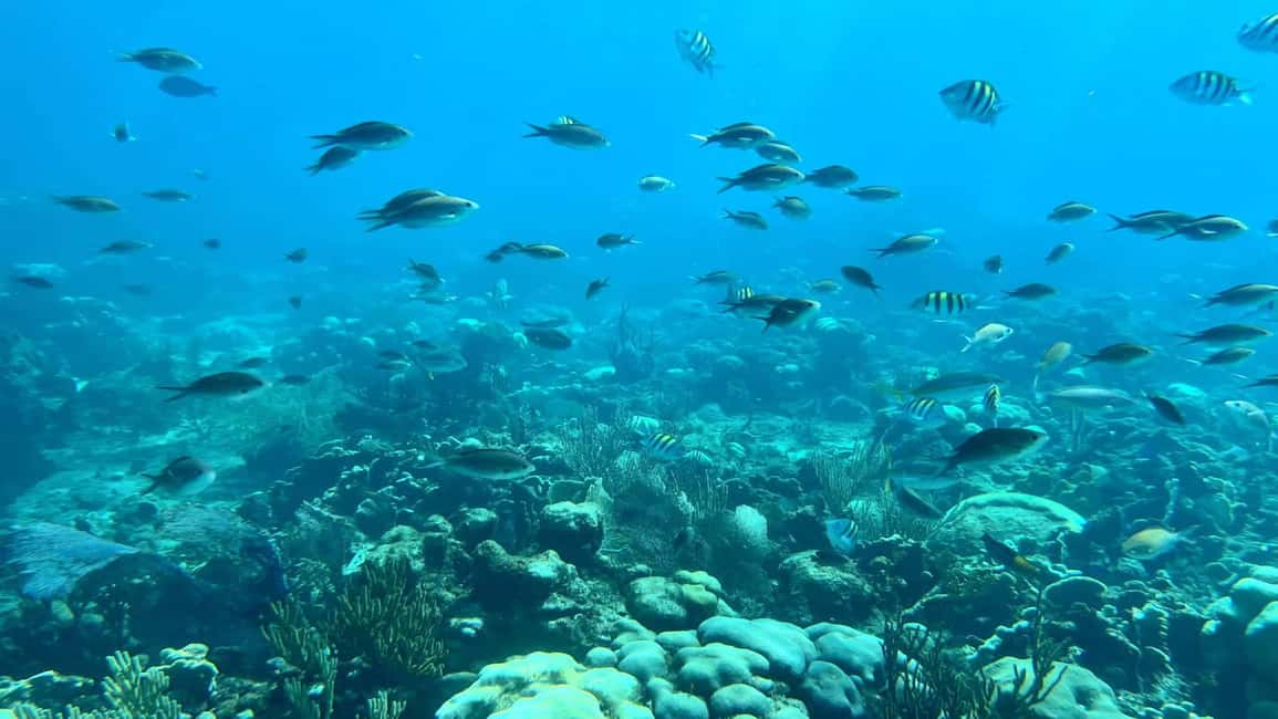 Punta Cana: Catalina Island Snorkeling Tour with Lunch - Leisure Time on Catalina Island