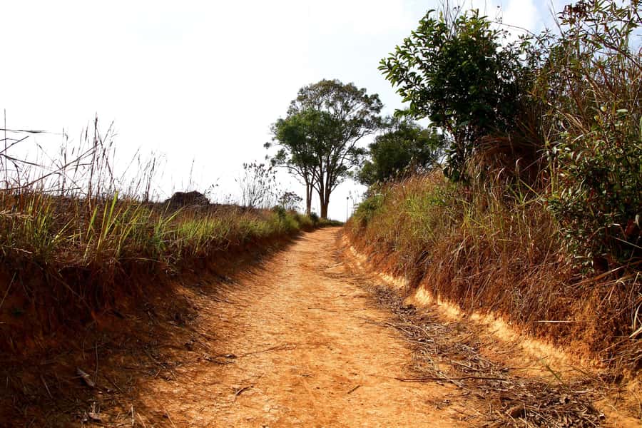 Bangkok: Khao Yai Waterfalls, Deer Spotting & Jungle Walks - Practical Details: Transport, Cost, and What to Bring