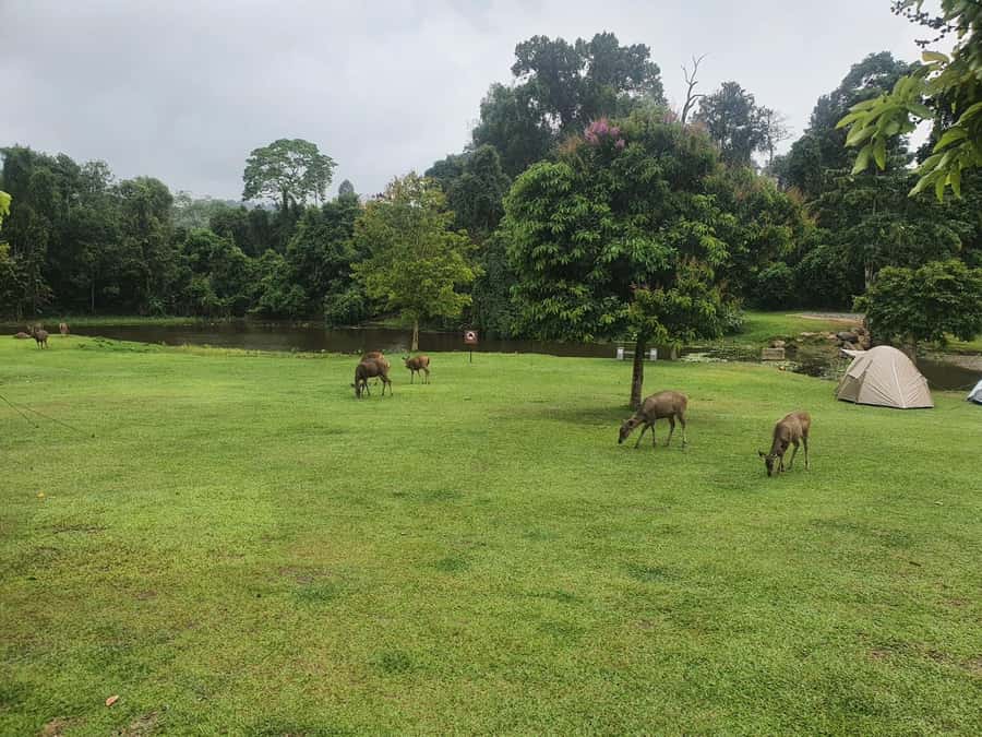 Bangkok: Khao Yai Waterfalls, Deer Spotting & Jungle Walks - Flexibility and Personalization