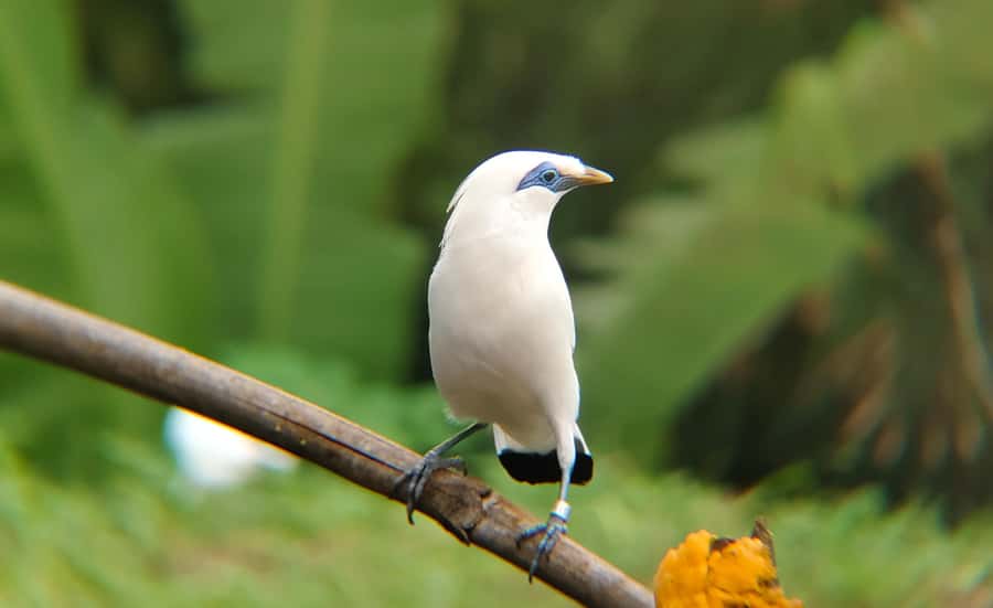 From Ubud: Tengkudak Village Guided Tour with Bird Spotting - An In-Depth Look at the Tour Experience