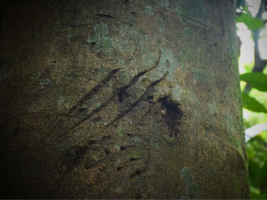 The Wilds: Khao Yai Trekking and Stargazing 2-Day Tour - An Overview of the Experience