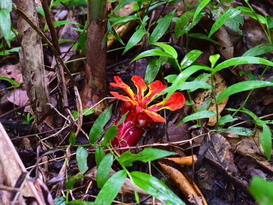 The Wilds: Khao Yai Trekking and Stargazing 2-Day Tour - What Makes This Tour Stand Out?