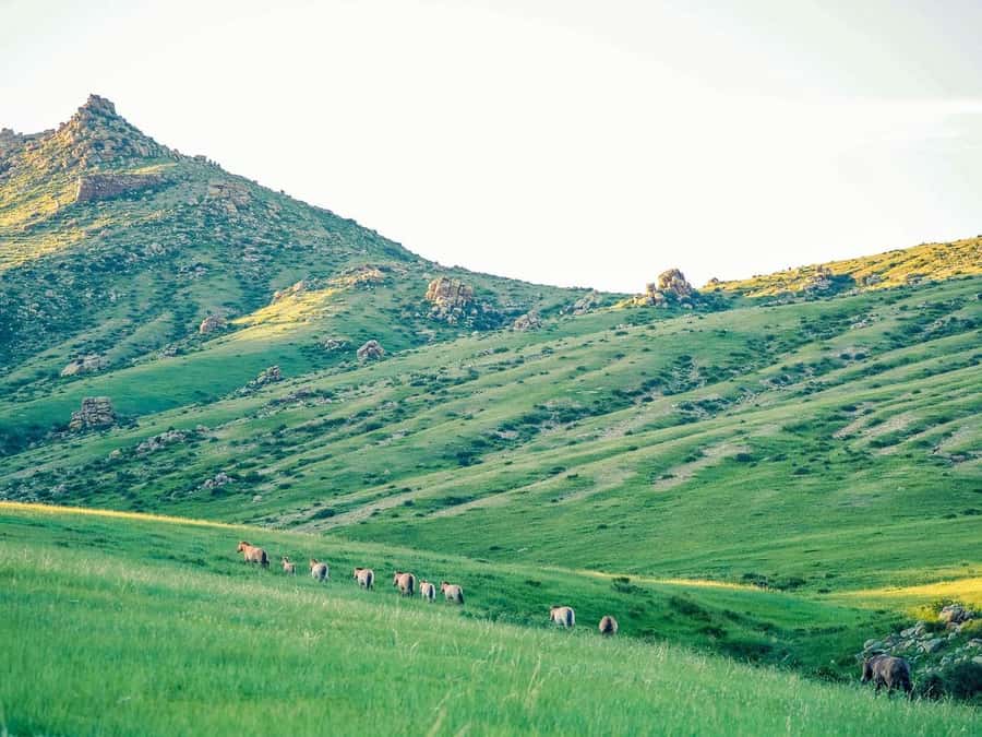 Gandan monastery and Hustai National park-all inclusive tour - Discover Mongolia’s Natural and Cultural Gems: Gandan Monastery & Hustai National Park Tour