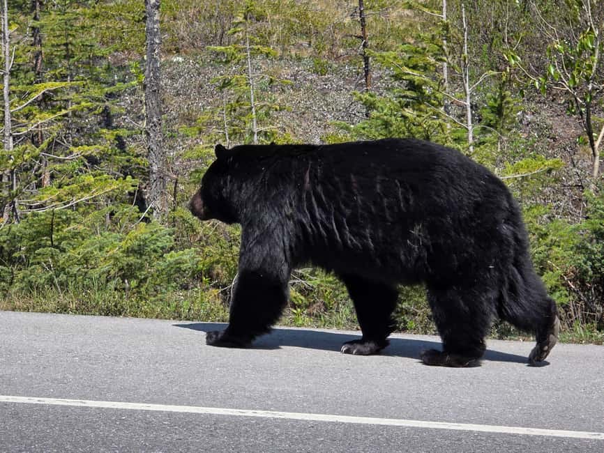 Soak & Explore: Radium Hot Springs and Kootenay Park Tour - Who Will Enjoy This Tour?