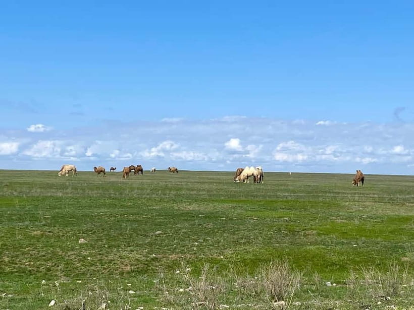 Tanbaly Gorge: Ancient Petroglyphs UNESCO Site Day Tour - Who Will Love This Tour?