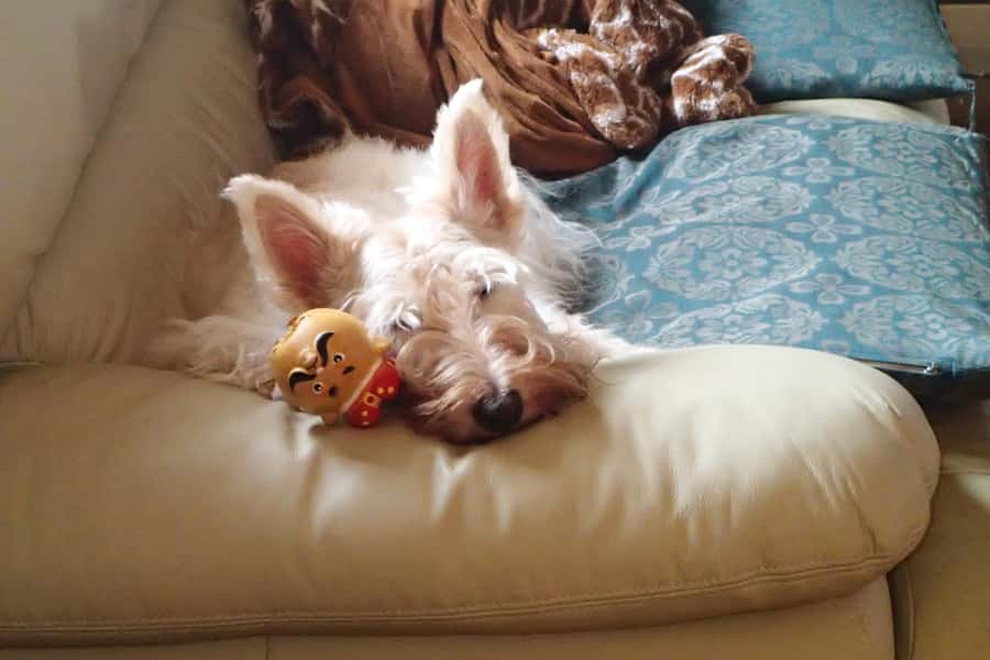 Osaka: Kannabe Highlands Skiing and Snowboarding 2-Day Trip - What to Bring