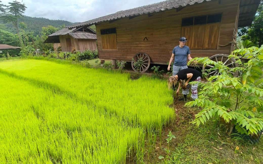 Chiang Mai: Half-Day Rice Farming Experience - Detailed Breakdown of the Itinerary