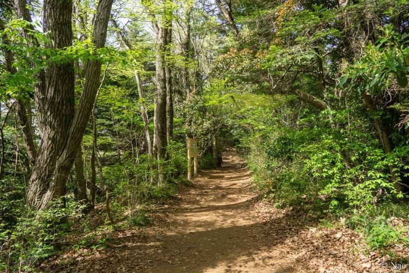 Tokyo: Mt. Takao Nature & Culture Hike with Private Guide - Practical Details & Tips