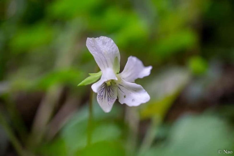 Tokyo: Mt. Takao Nature & Culture Hike with Private Guide - Final thoughts