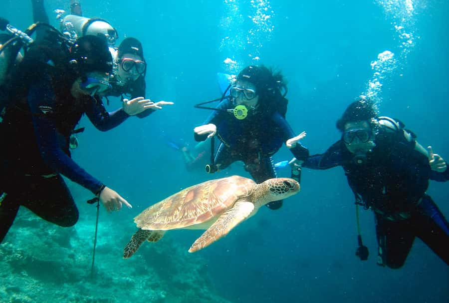 From Semporna: 3-Dive Leisure Underwater Diving Explorations - Good To Know