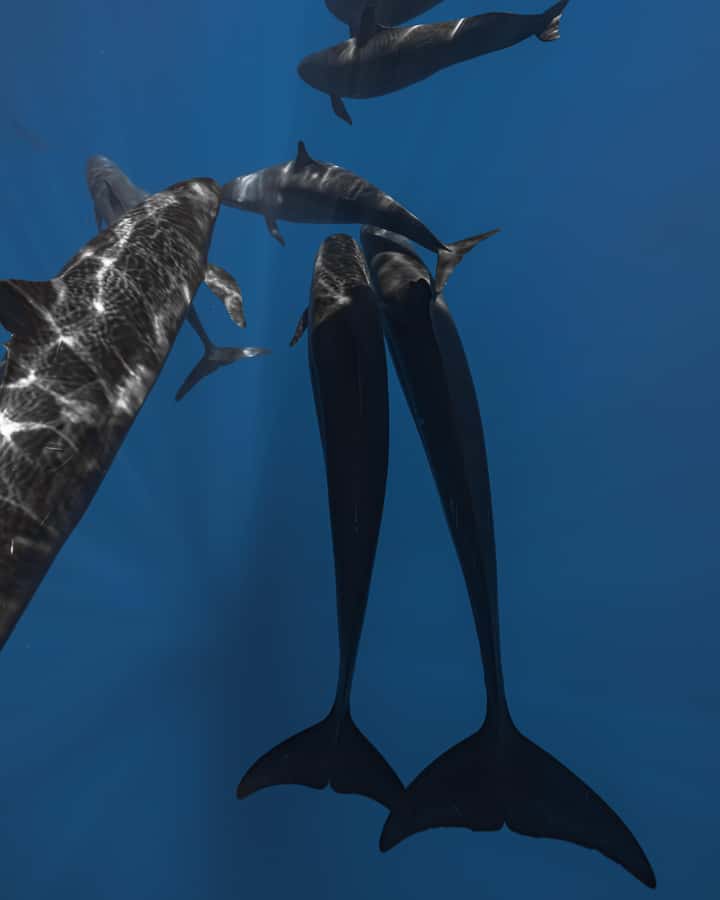 Kona: Small Group Ocean Safari + Snorkel - Frequently Asked Questions