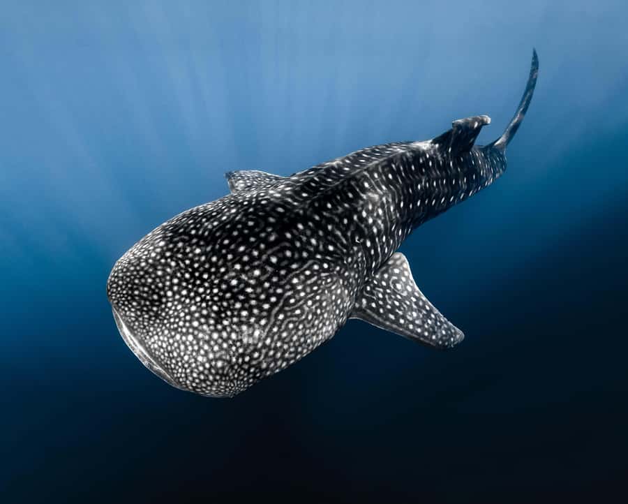 Kona: Small Group Ocean Safari + Snorkel - Key Points