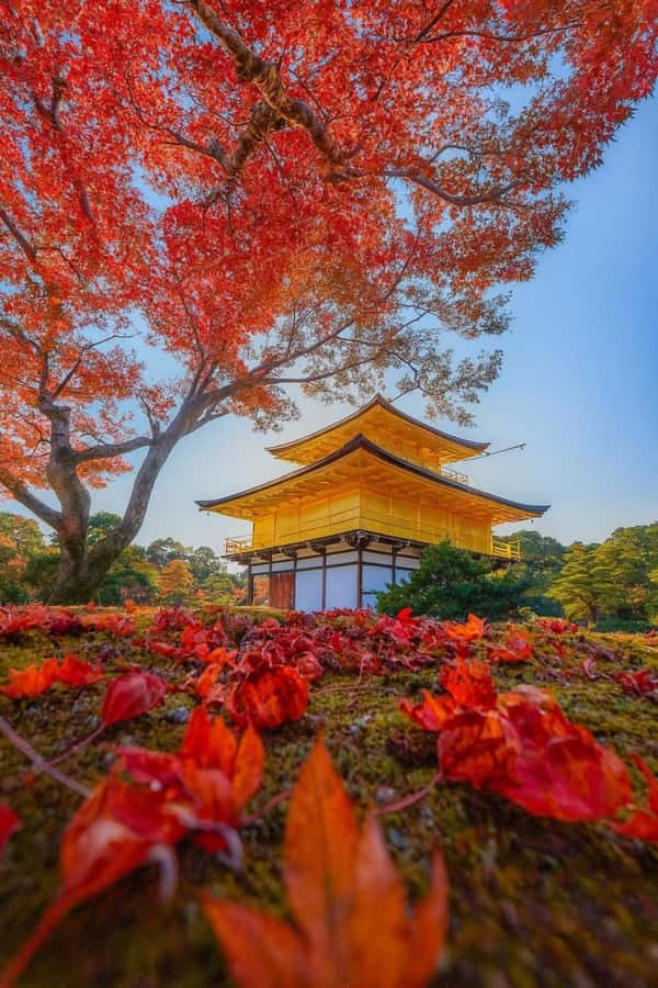 Kyoto & Nara: Private Custom Guided Tour with Hotel Pickup - Exploring Kyoto & Nara: A Private Custom Guided Tour with Hotel Pickup