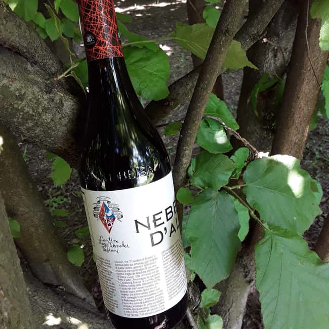 Langhe: Visit to the Vineyard and Historic Cellars with Tasting - A Closer Look at the Tour: What to Expect