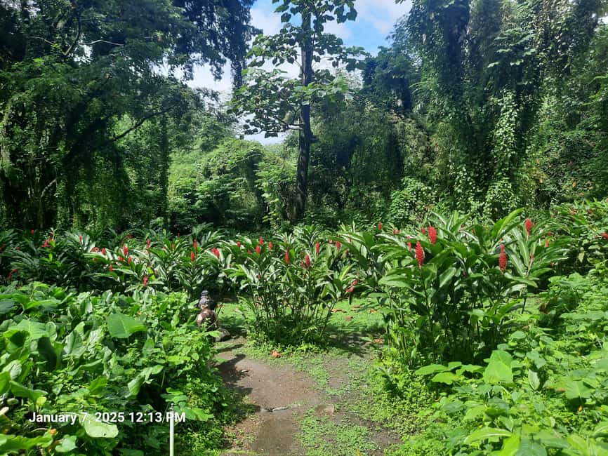 Island Tours: St. Vincent & the Grenadines - Dark View Falls - Key Points