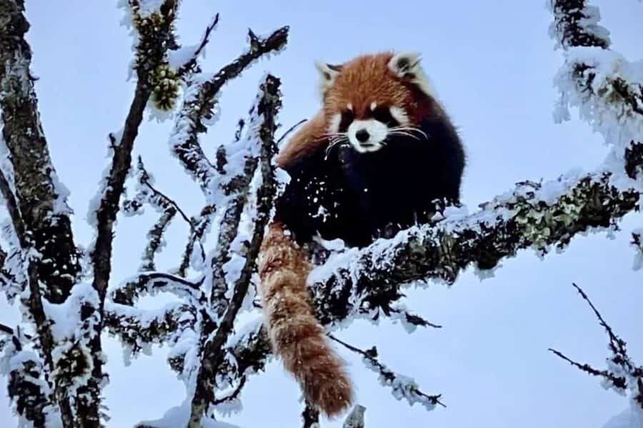 Xiling Snow Mountain Day Trip  Ski, Cableway & Cloud Views - How the Day Unfolds