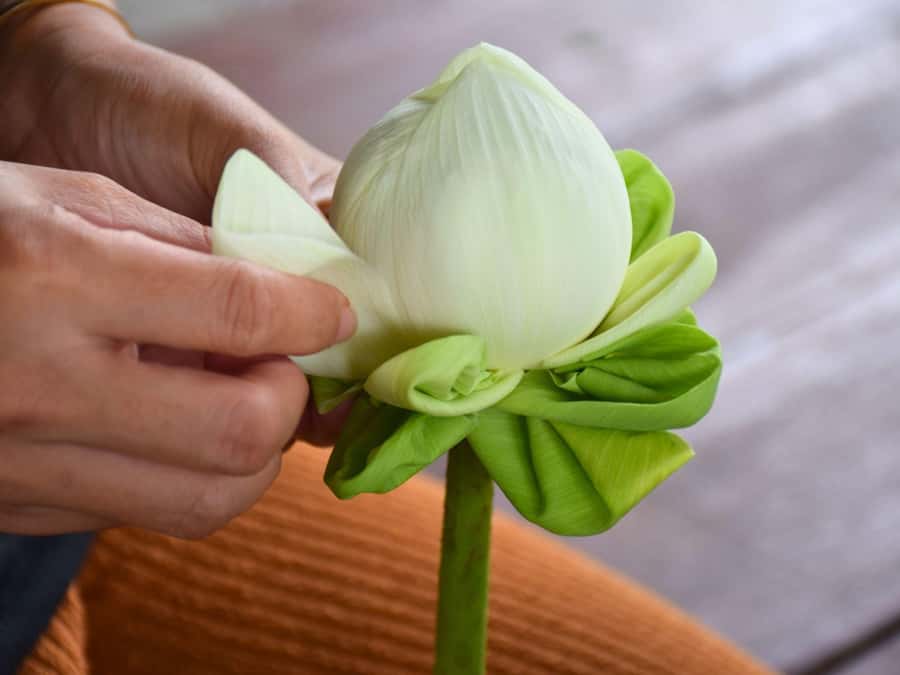 Bangkok: Lotus Fields, Orchid Farm, and Flower Market Tour - A brief introduction to this floral adventure