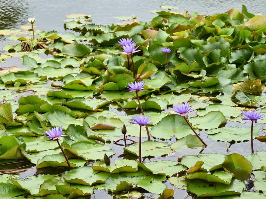Bangkok: Lotus Fields, Orchid Farm, and Flower Market Tour - Transportation, timing, and group size