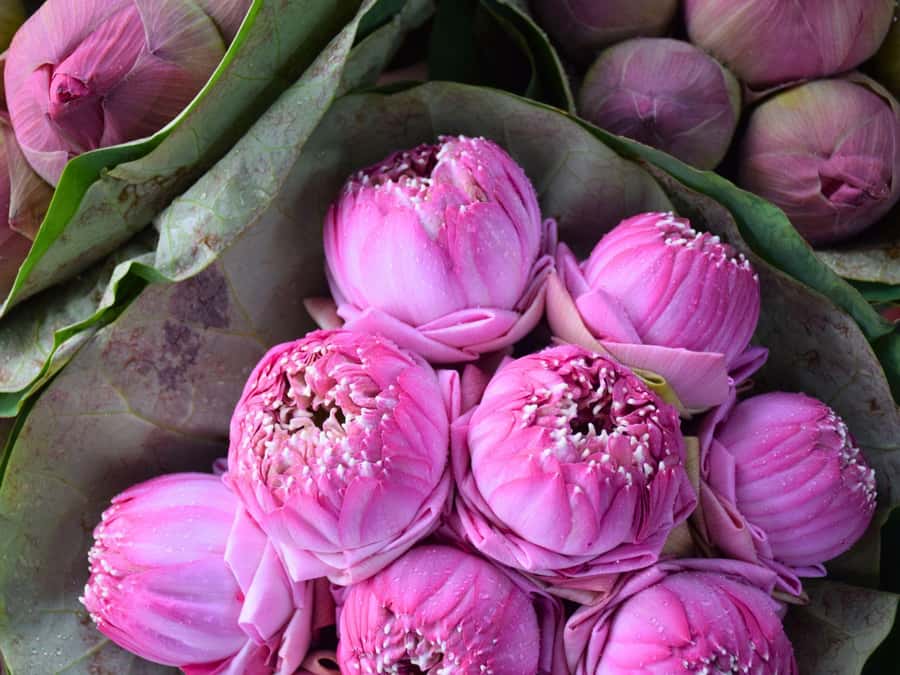 Bangkok: Lotus Fields, Orchid Farm, and Flower Market Tour - Exploring the itinerary: a step-by-step look