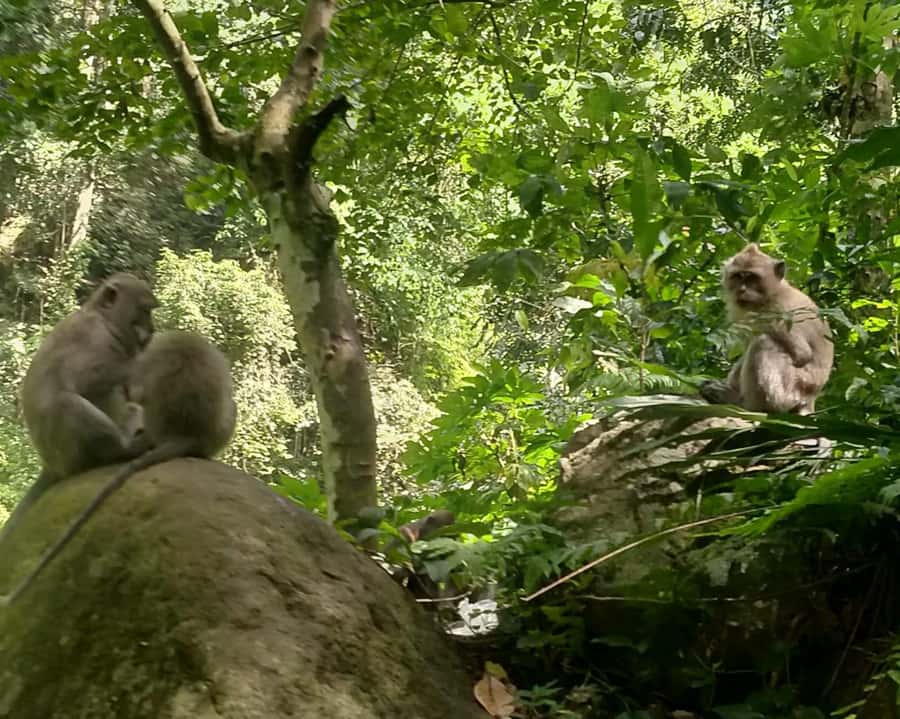 From Gili Island : Waterfalls and Traditional Village Tour - Optional Monkey Forest at Pusuk Hill