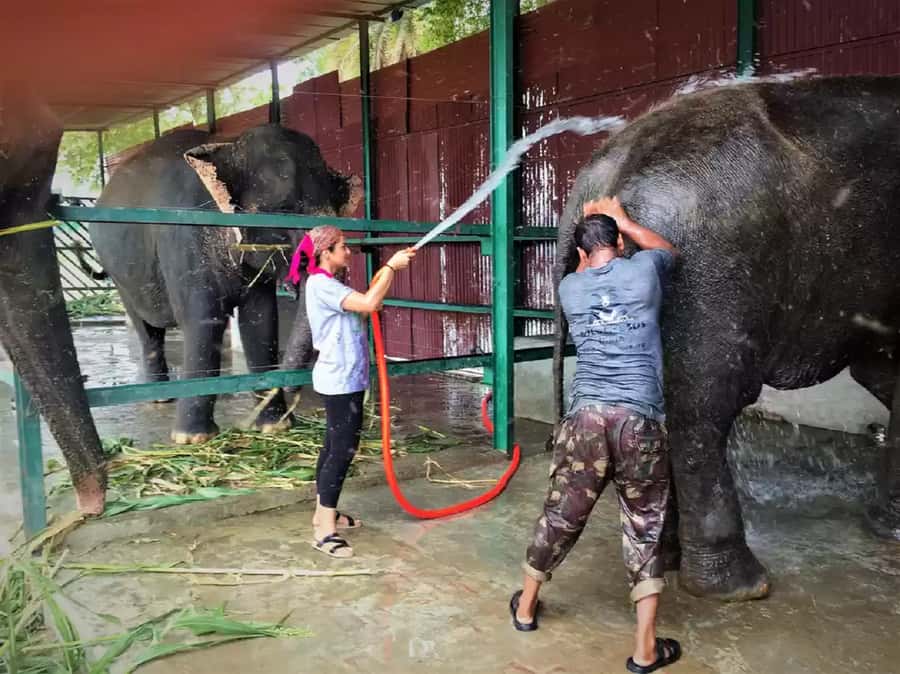 From Delhi: Taj Mahal & Agra Tour with Elephant Wildlife SOS - Good To Know