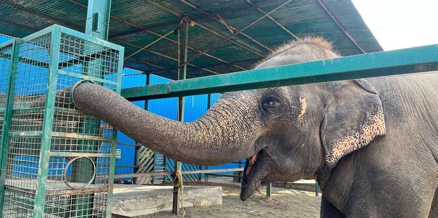 From Delhi: Taj Mahal & Agra Tour with Elephant Wildlife SOS - Exploring the Itinerary in Detail