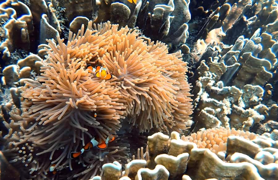 Phuket: Racha Noi & Maiton Catmaran Tour with Beach Picnic - Final Thoughts