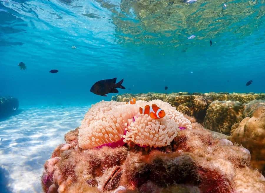 Phuket: Racha Noi & Maiton Catmaran Tour with Beach Picnic - FAQs