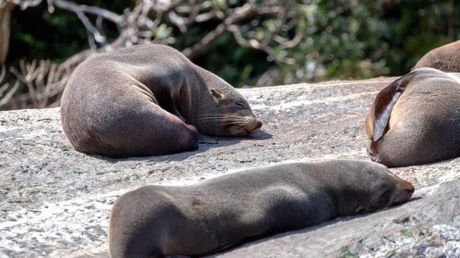 Milford Sound: Discover More on Our Longest Cruise - The Experience Breakdown: What to Expect from This Long Cruise