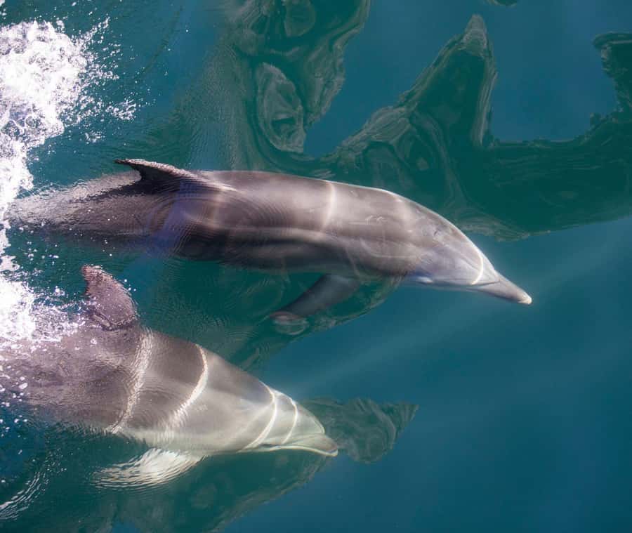 Milford Sound: Discover More on Our Longest Cruise - Who Will Love This Tour?