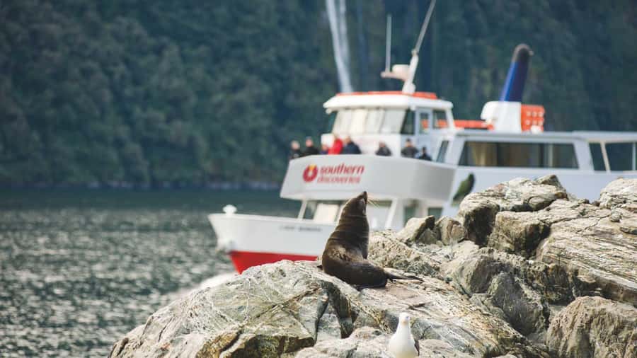 Milford Sound: Discover More on Our Longest Cruise - Key Points